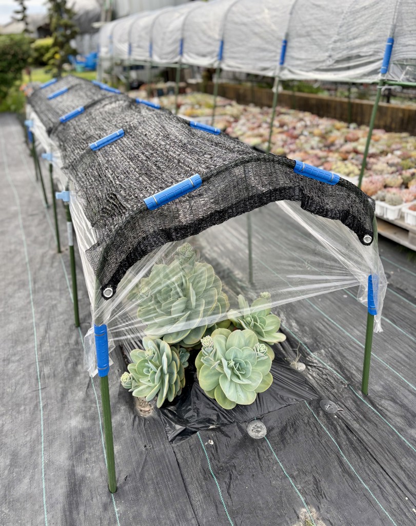 アーチパイプ ネット栽培用 径20mm×幅80cmx高さ30cm 50本 ビニール