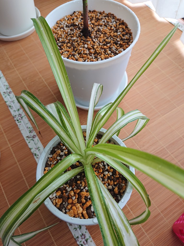 多肉植物鉢 室内-室外用プランター - ウサギの植木鉢 装飾用