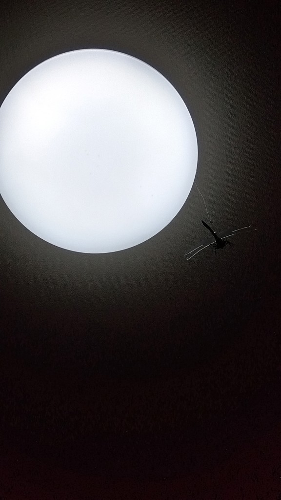 PortTech LEDシーリングライト～6畳 調光 PTD－X06D(～6畳