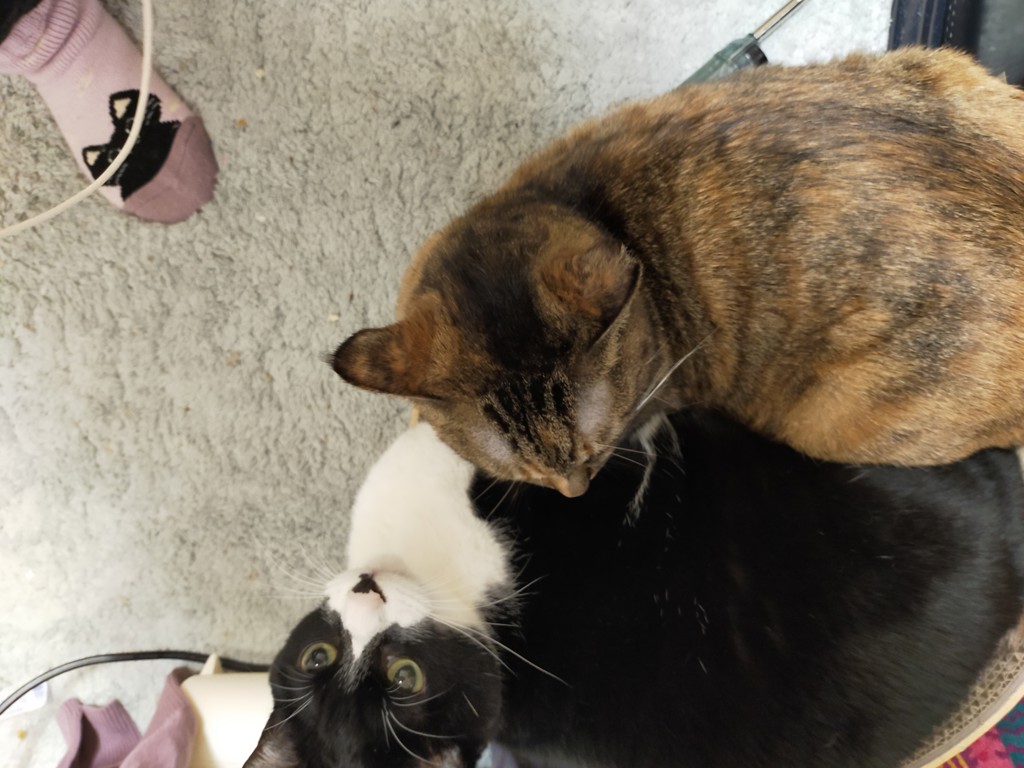 投稿写真