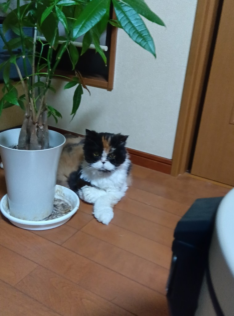 投稿写真