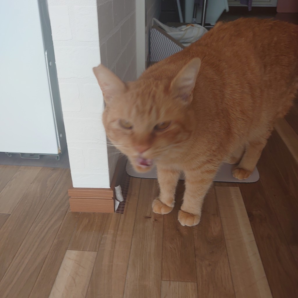 投稿写真