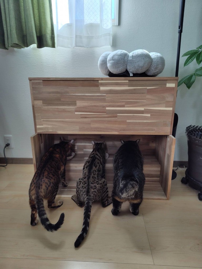 投稿写真