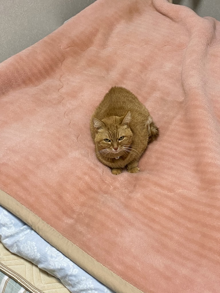 投稿写真