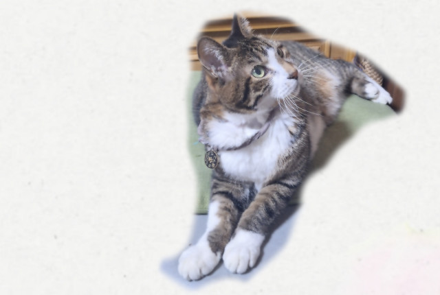 投稿写真