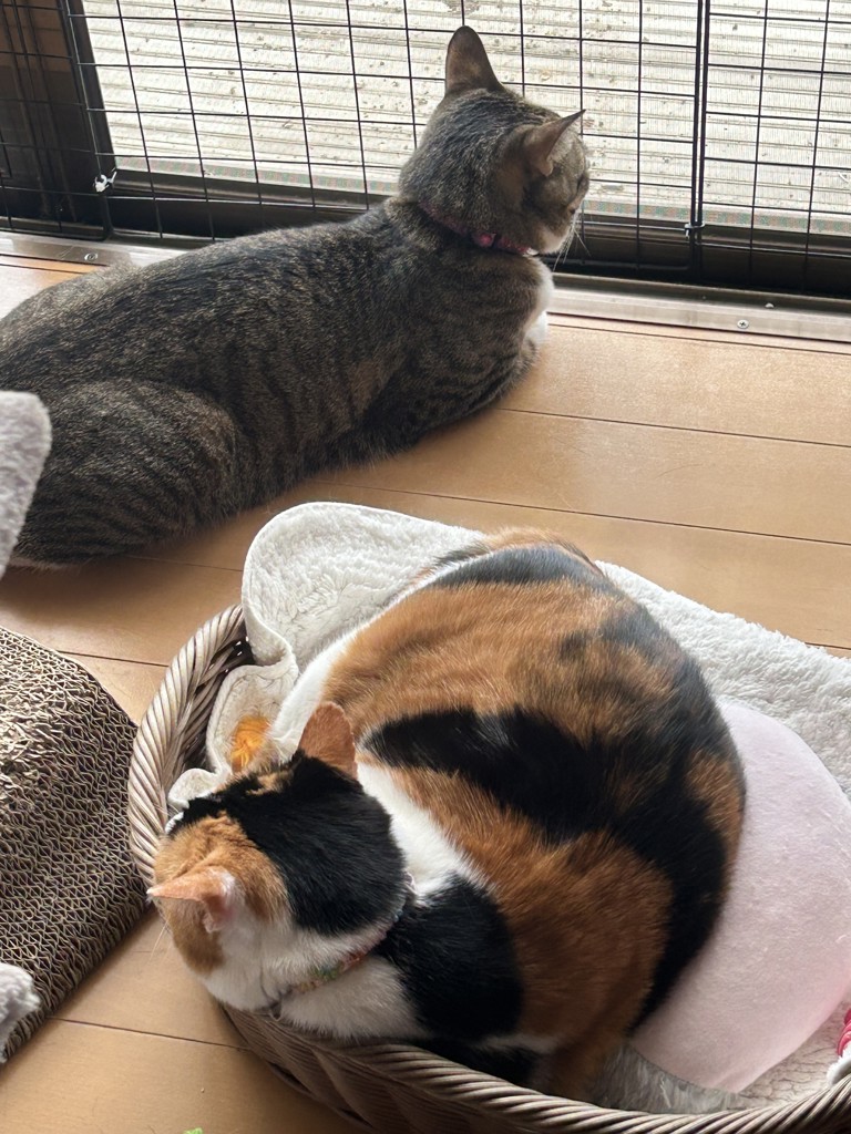 投稿写真