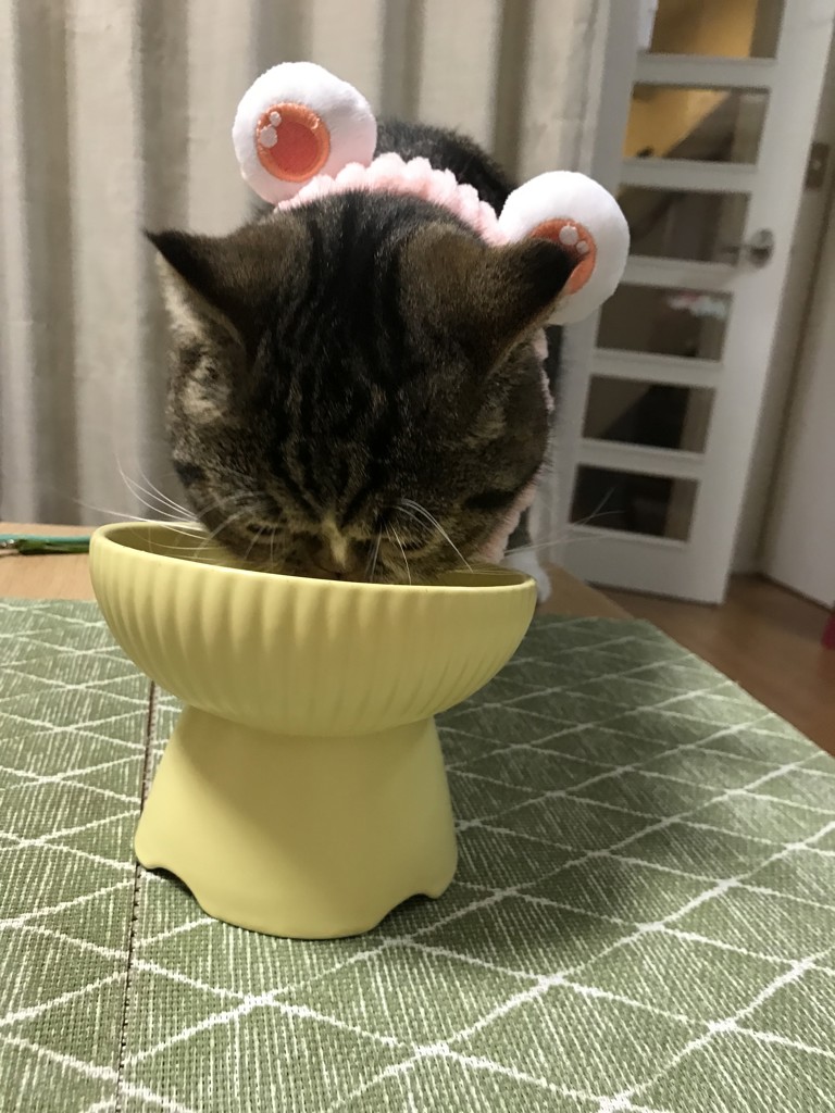 投稿写真