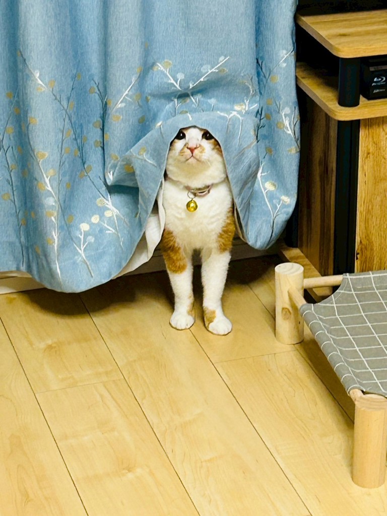 投稿写真