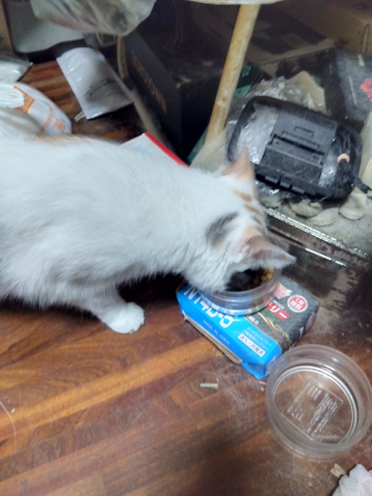 投稿写真