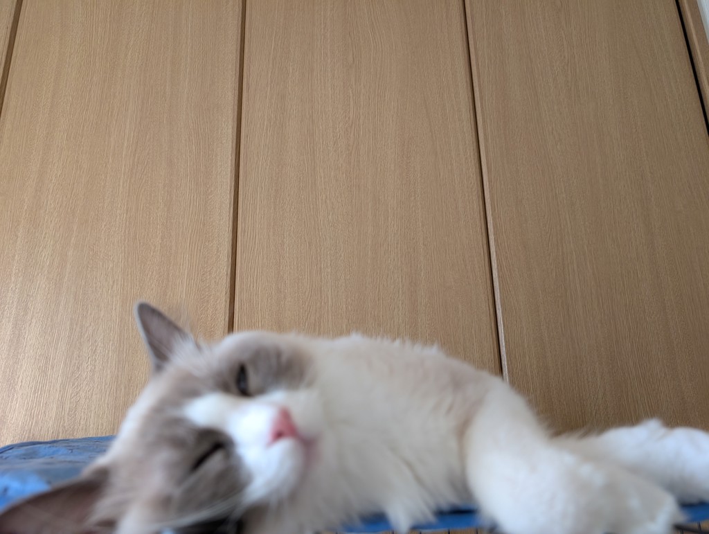 投稿写真