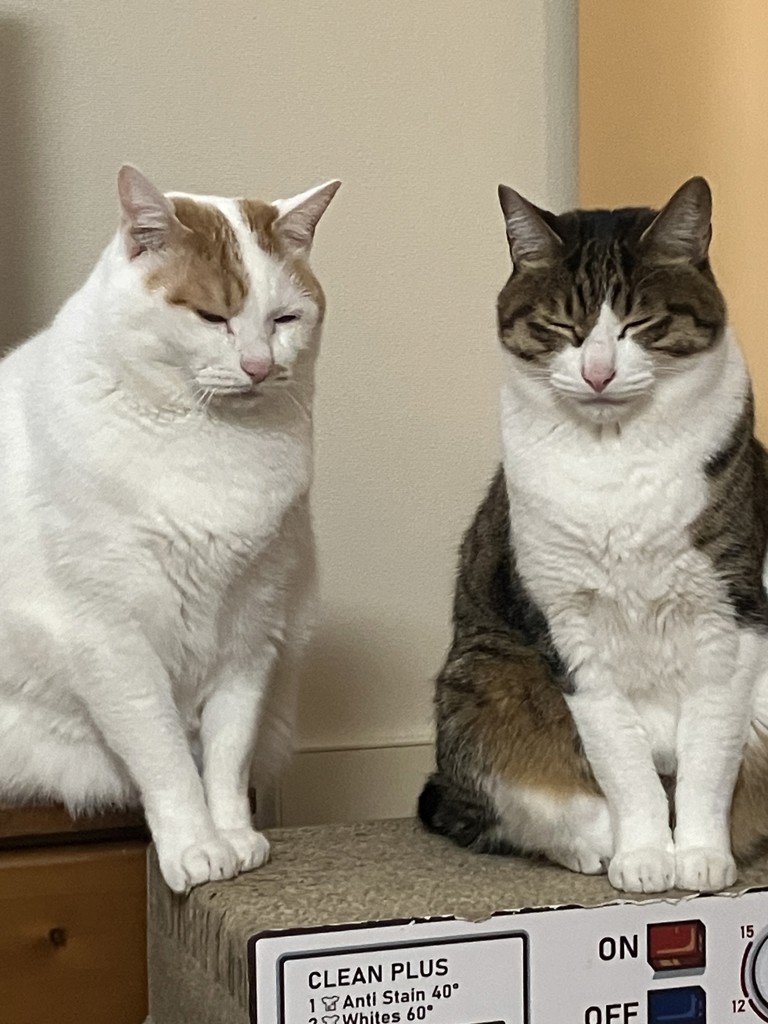 投稿写真