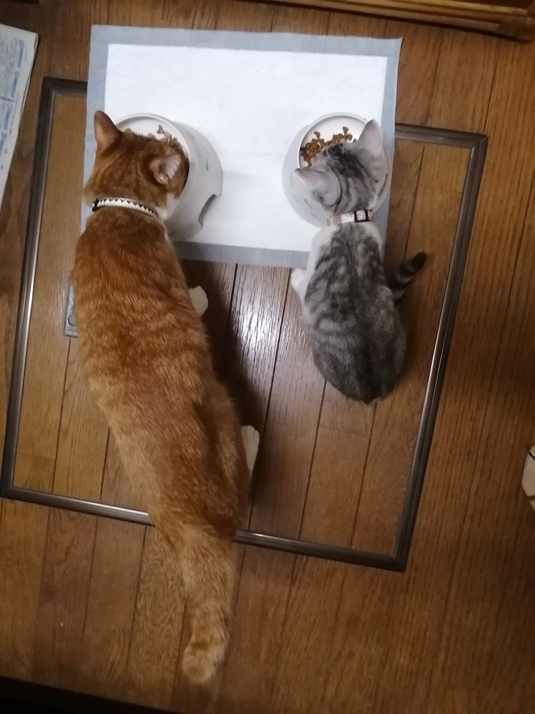 投稿写真