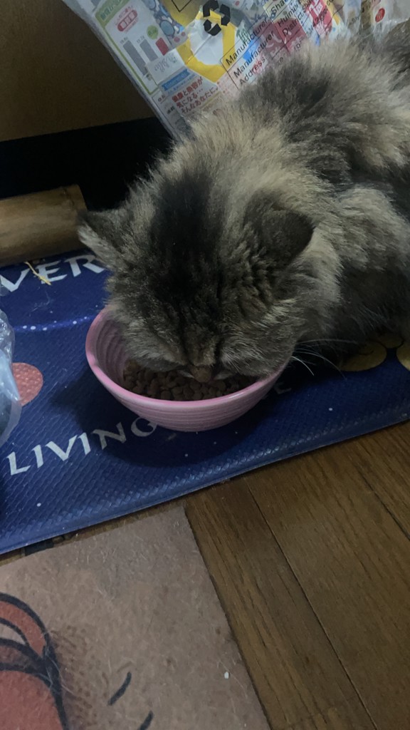投稿写真