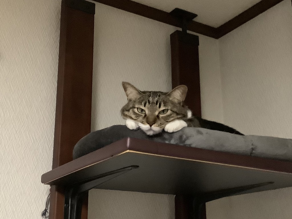 投稿写真