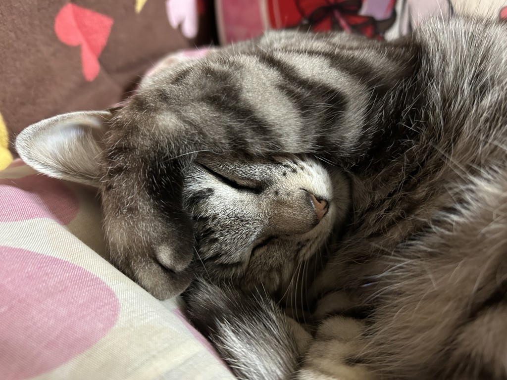 投稿写真