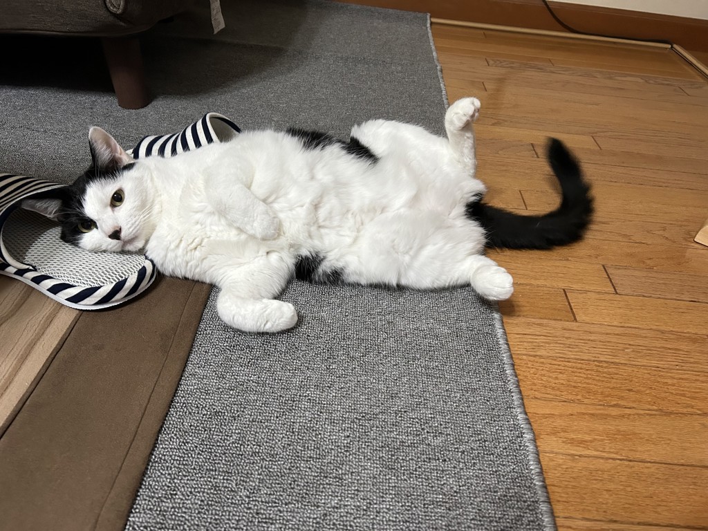 投稿写真