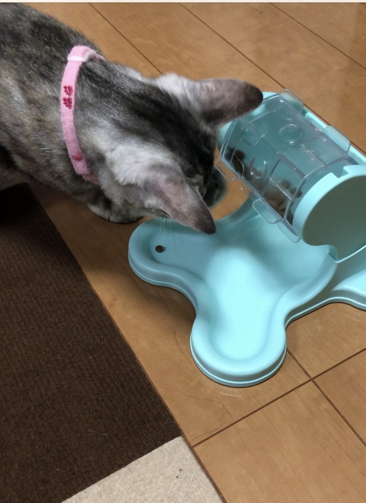 投稿写真