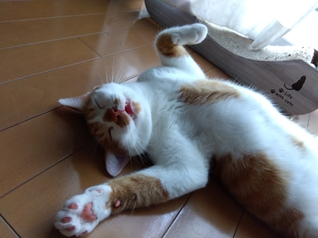 投稿写真