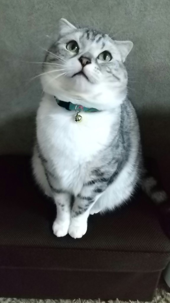 投稿写真