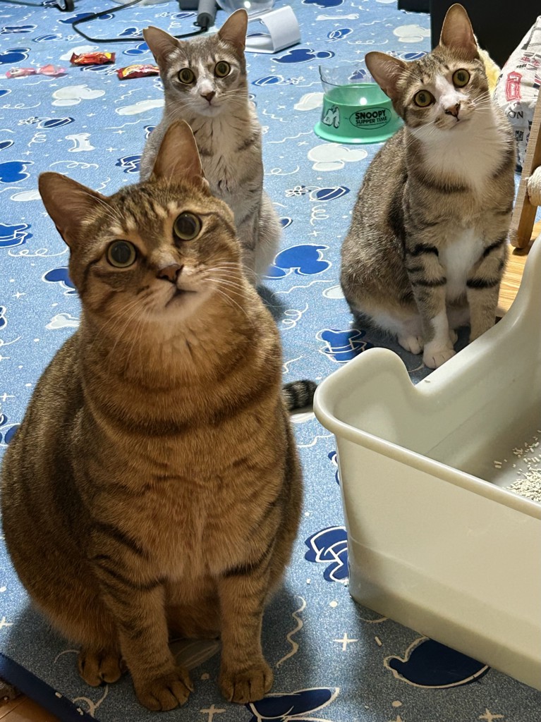 投稿写真