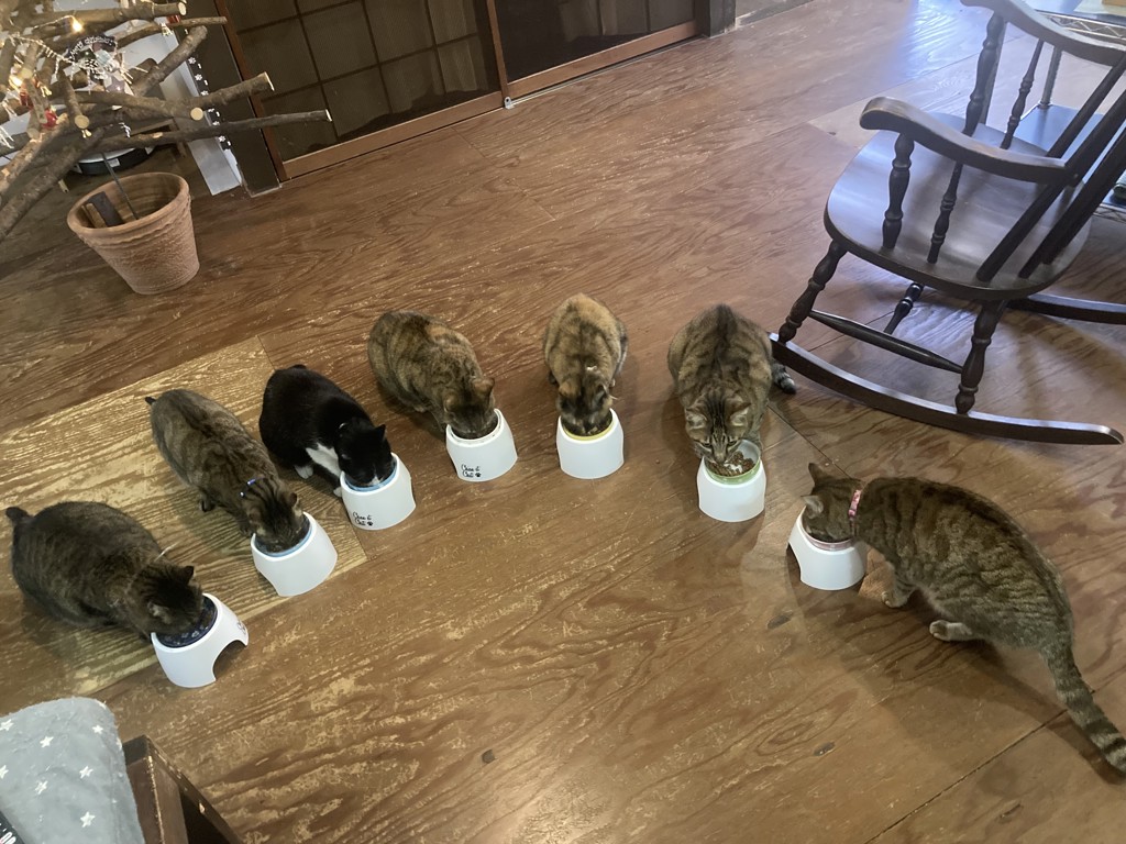投稿写真