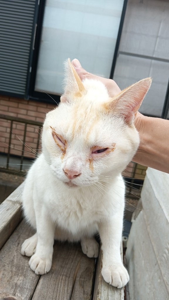 投稿写真