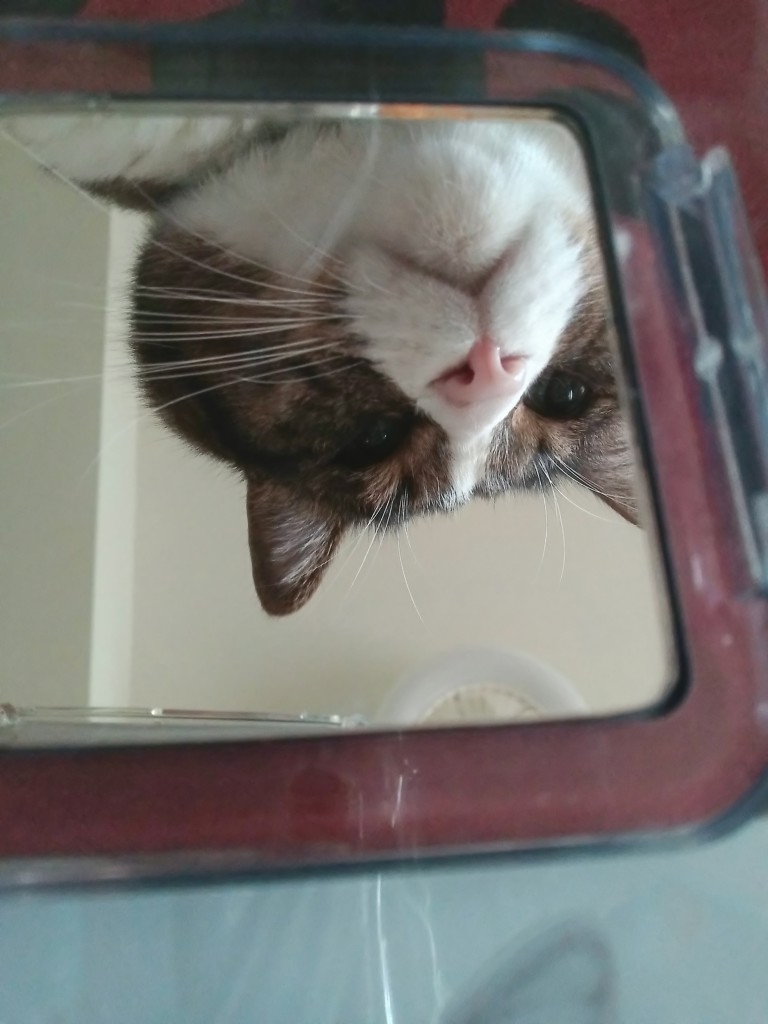 投稿写真