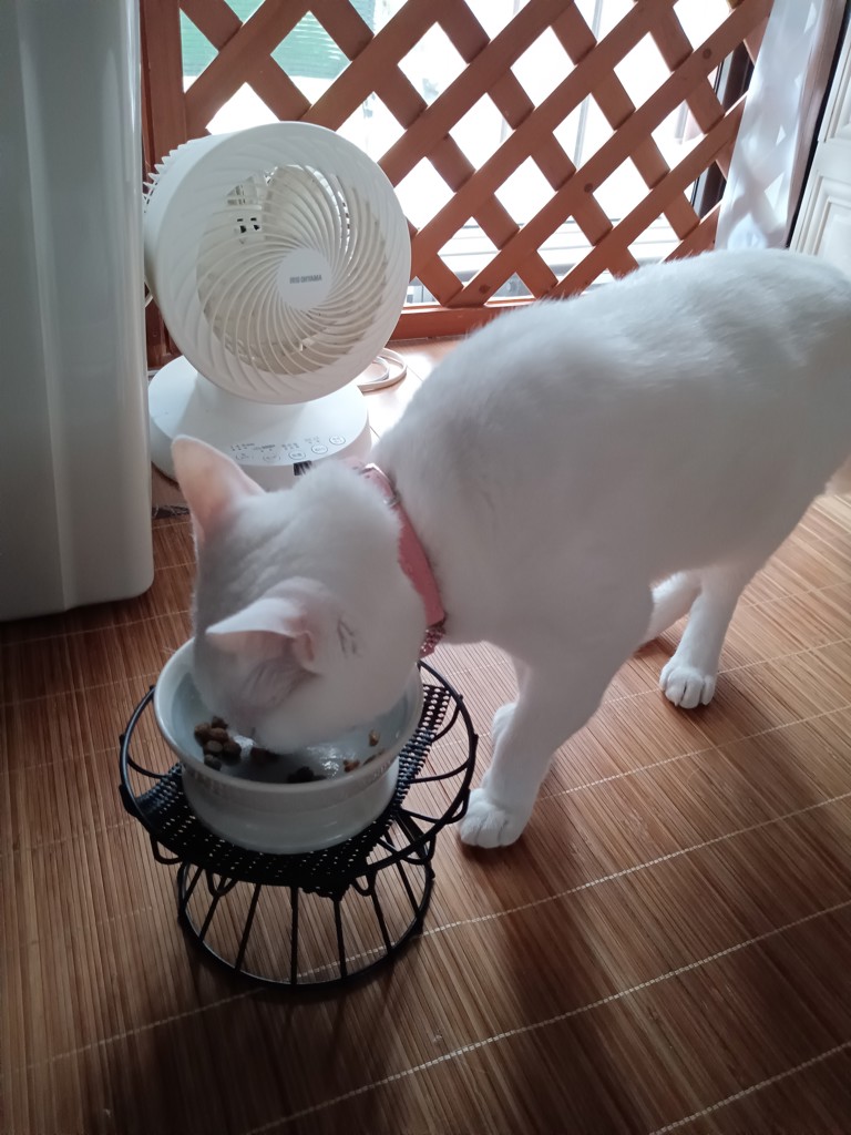 投稿写真