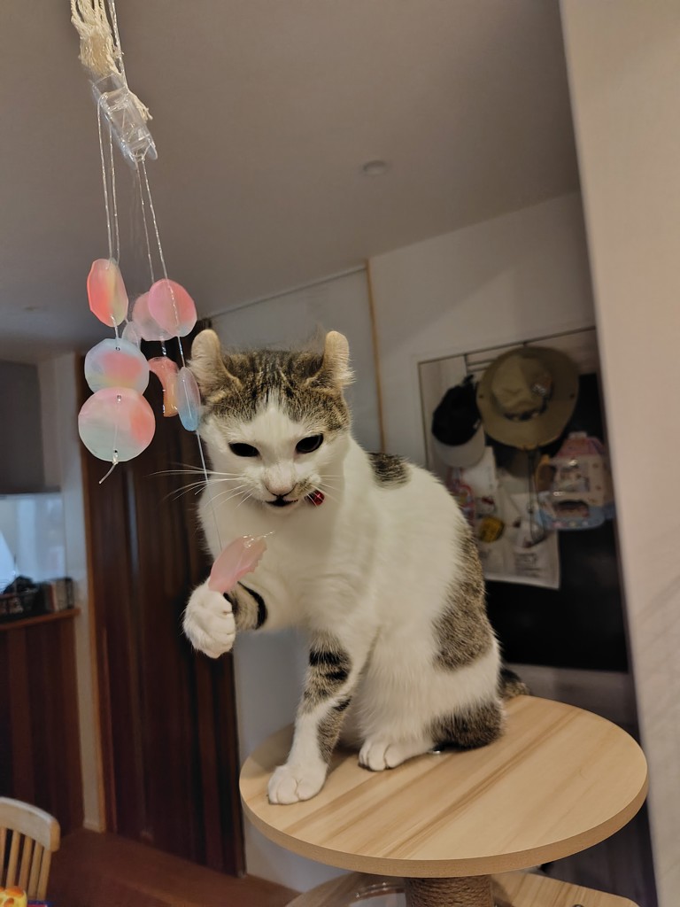 投稿写真