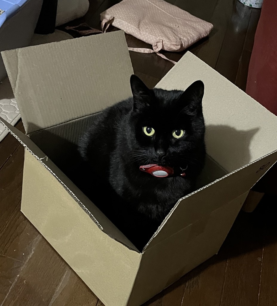 投稿写真