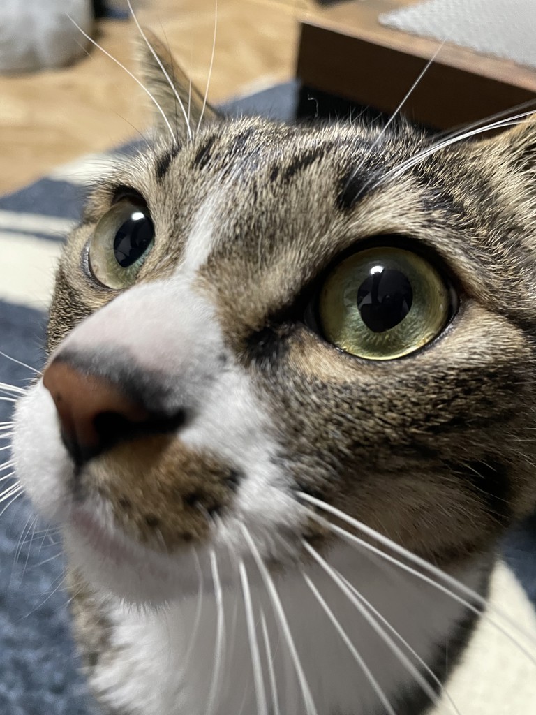 投稿写真