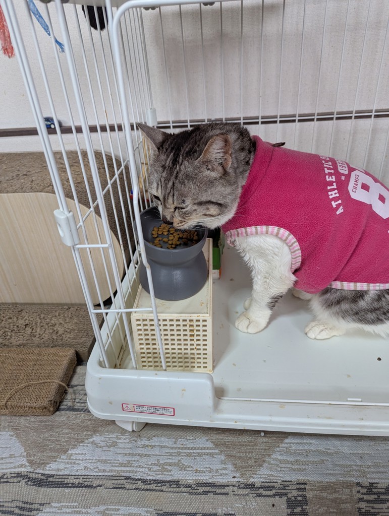 投稿写真
