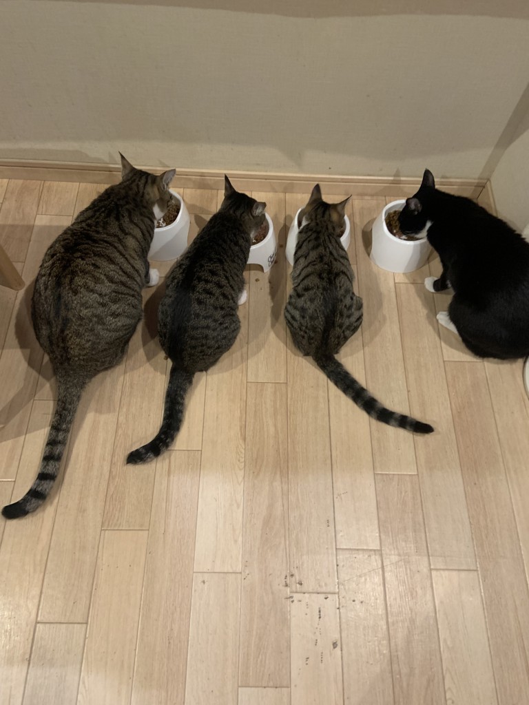投稿写真