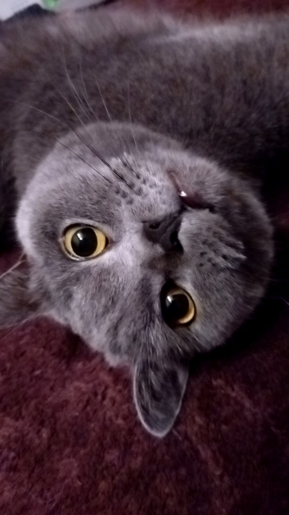 投稿写真