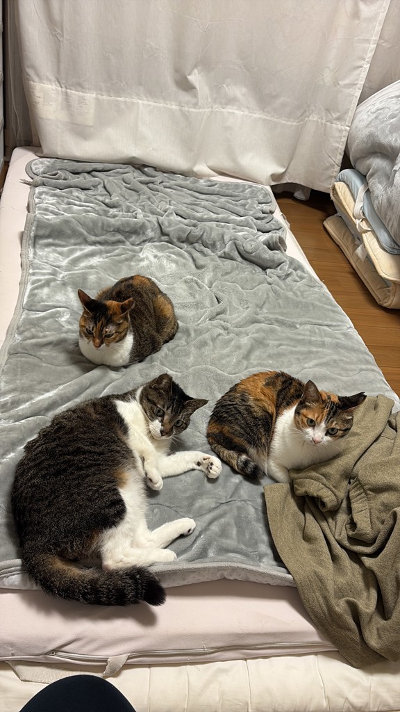 投稿写真