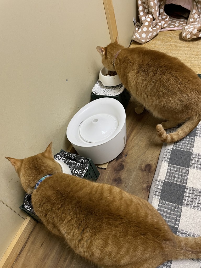 投稿写真