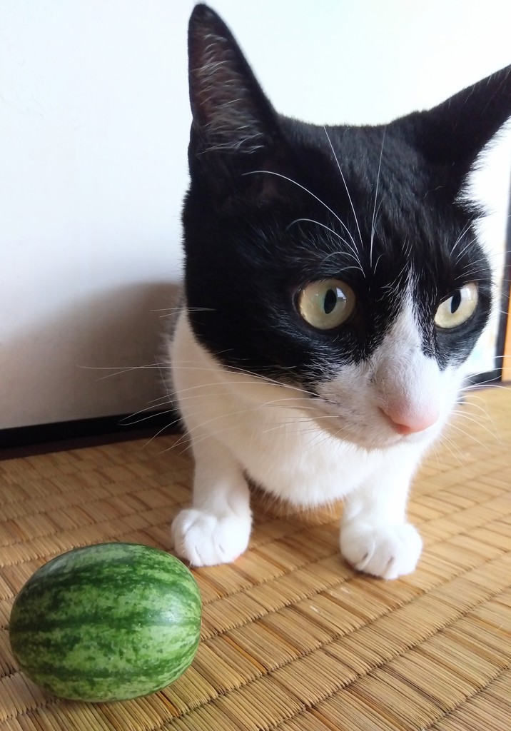 投稿写真