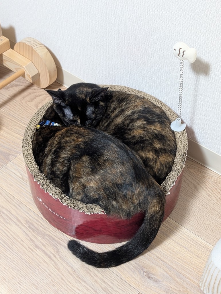 投稿写真