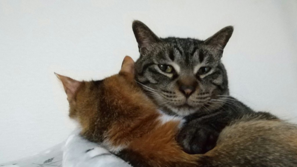 投稿写真