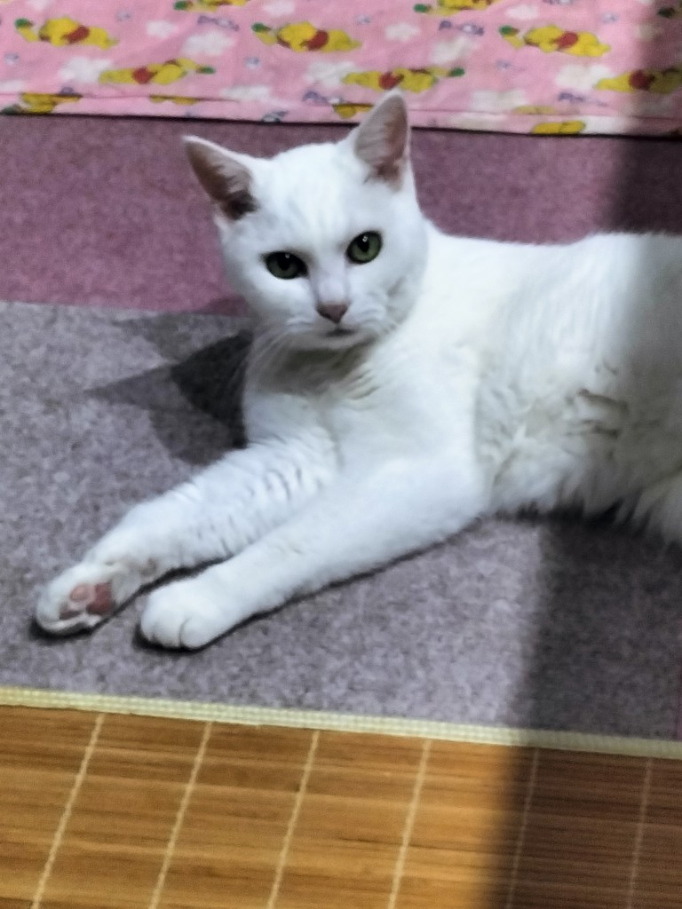投稿写真
