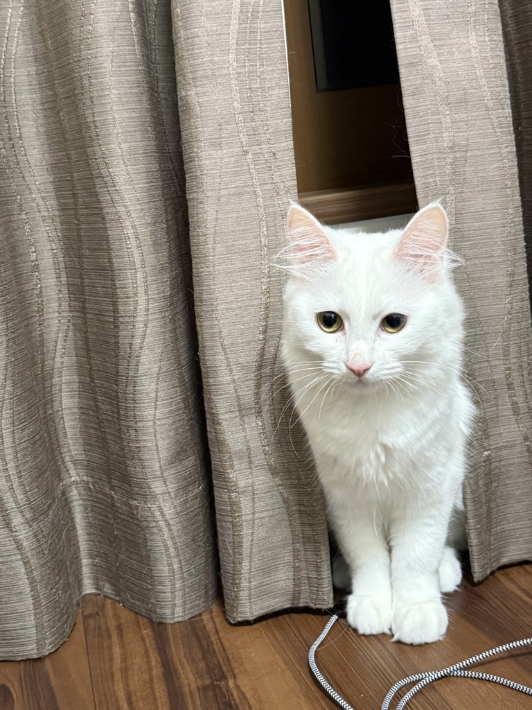 投稿写真