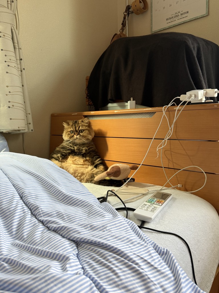 投稿写真