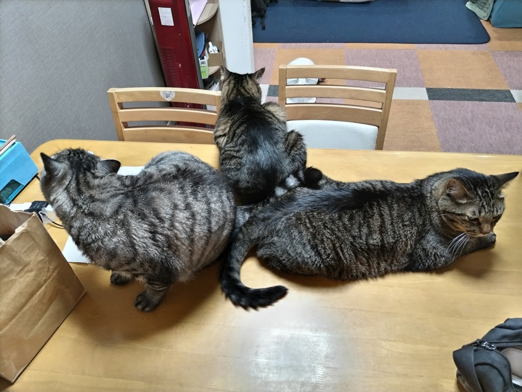 投稿写真