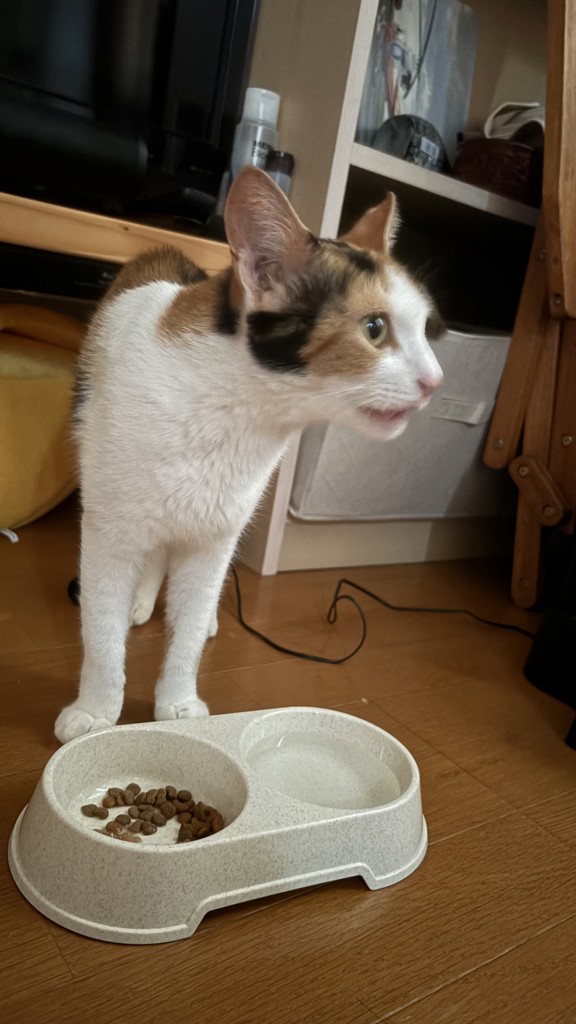投稿写真