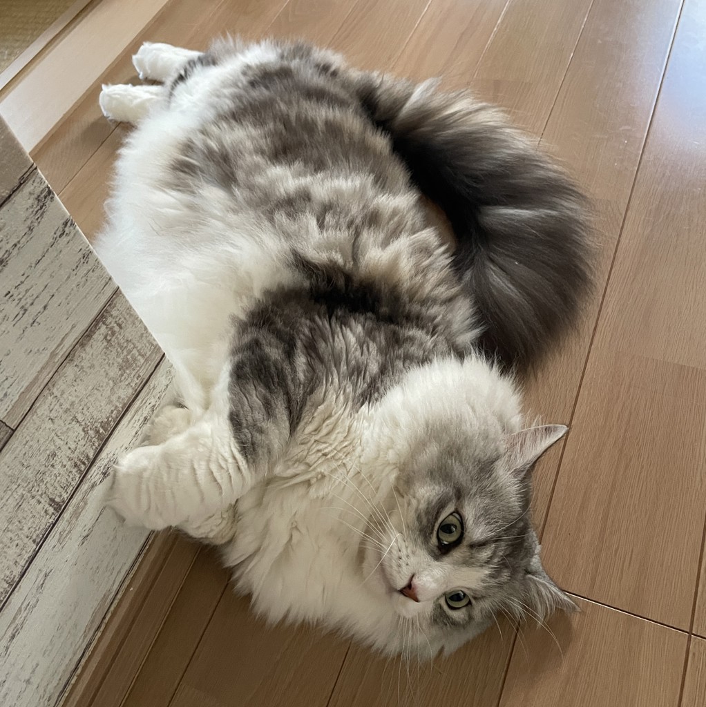 投稿写真