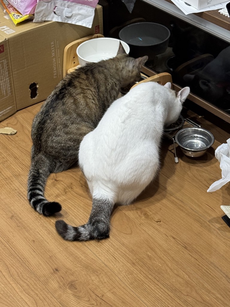 投稿写真