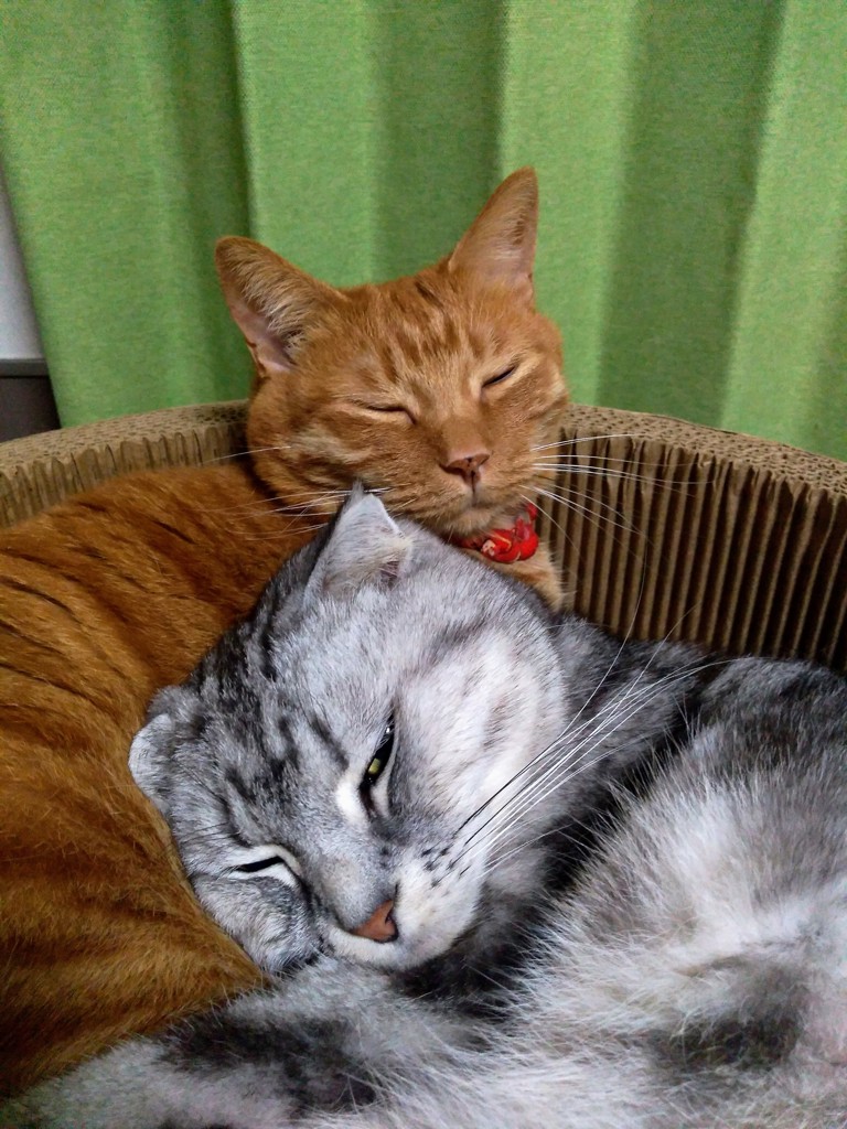 ユーザー写真