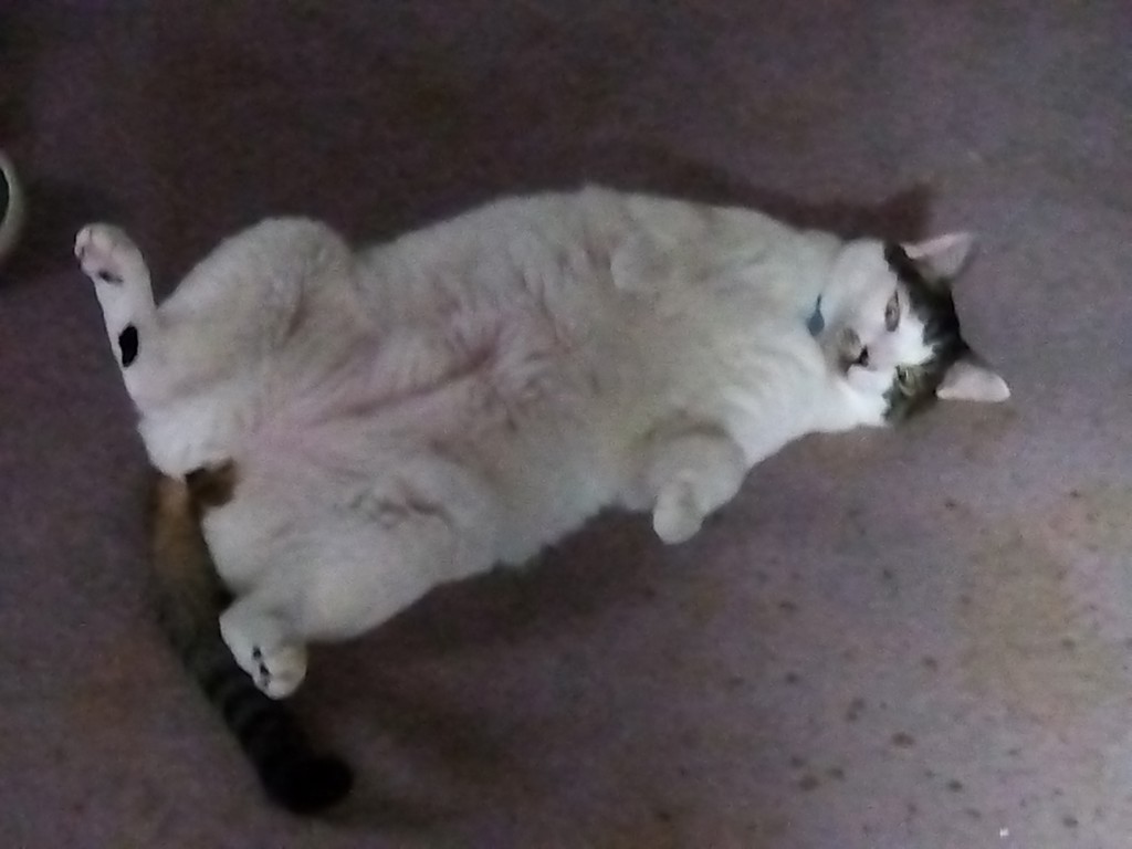 ユーザー写真