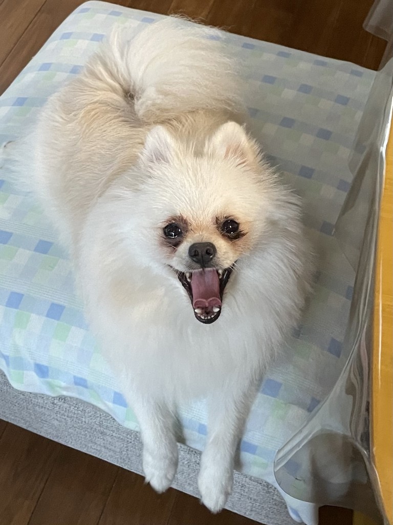 投稿写真