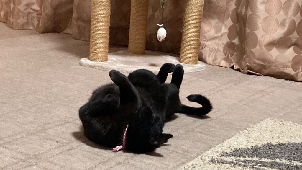 投稿写真